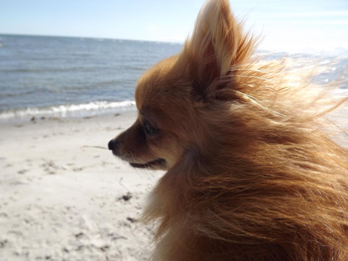 Pomeranian Cleo billede 1