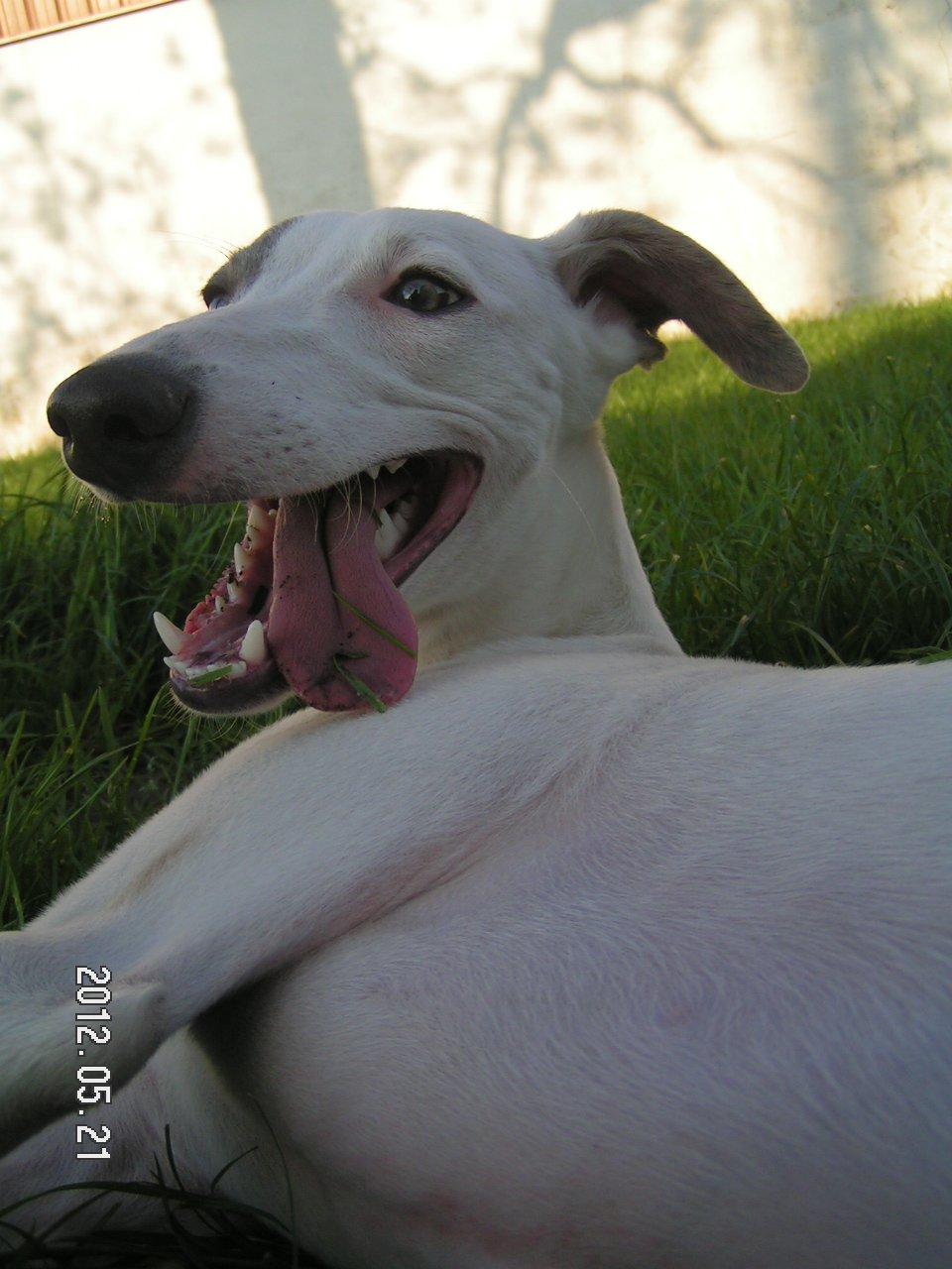 Whippet Liam Emil billede 6