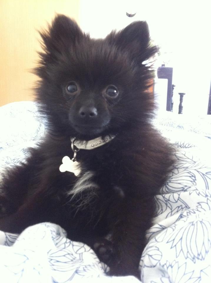 Pomeranian Louis billede 17