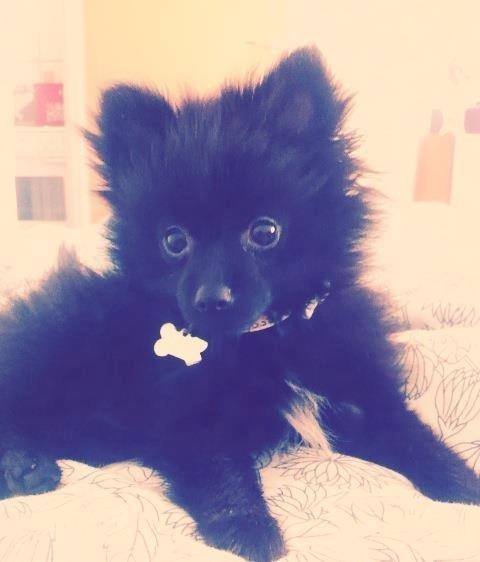 Pomeranian Louis billede 18