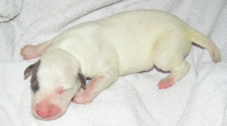 Whippet Liam Emil billede 3