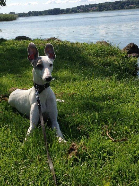 Whippet Liam Emil billede 9