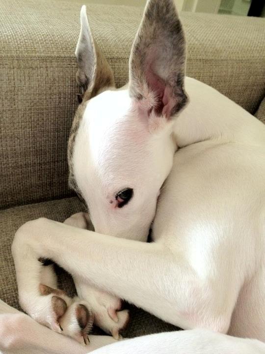 Whippet Liam Emil billede 13