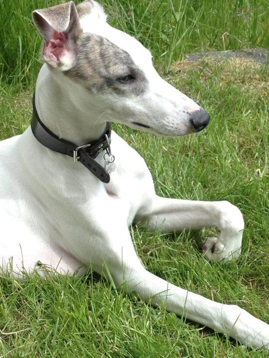 Whippet Liam Emil billede 10