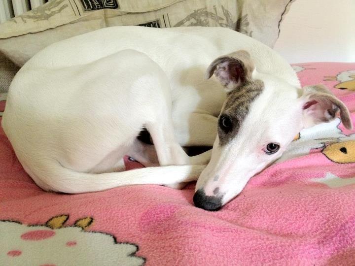 Whippet Liam Emil billede 15