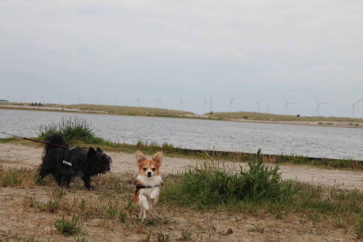 Blanding af racer Eigiel billede 5