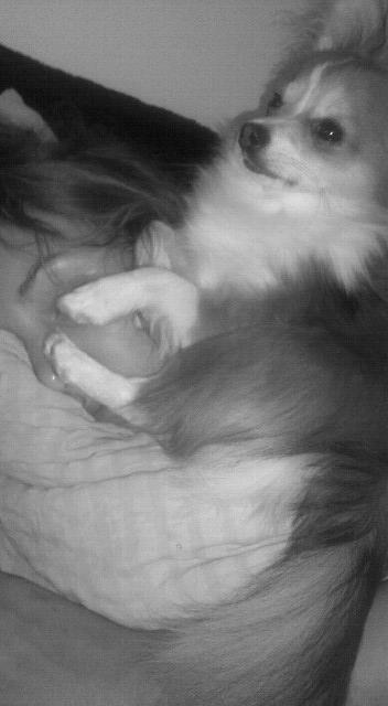 Blanding af racer Eigiel - "Ikke se, ikke høre, ikke lugte" :P billede 8