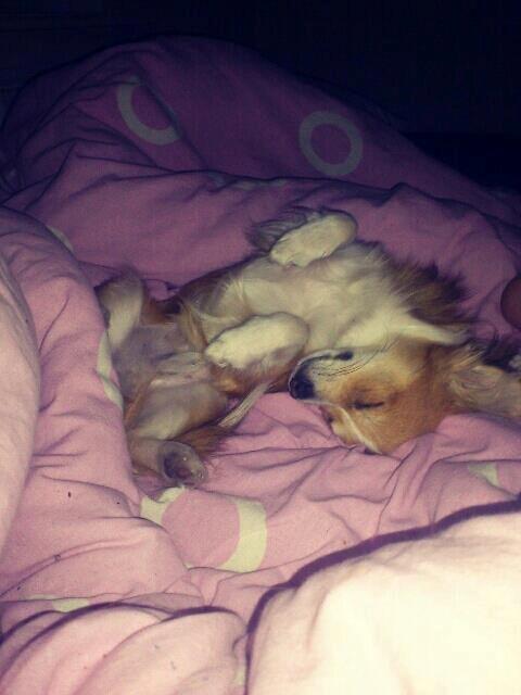 Blanding af racer Eigiel billede 3