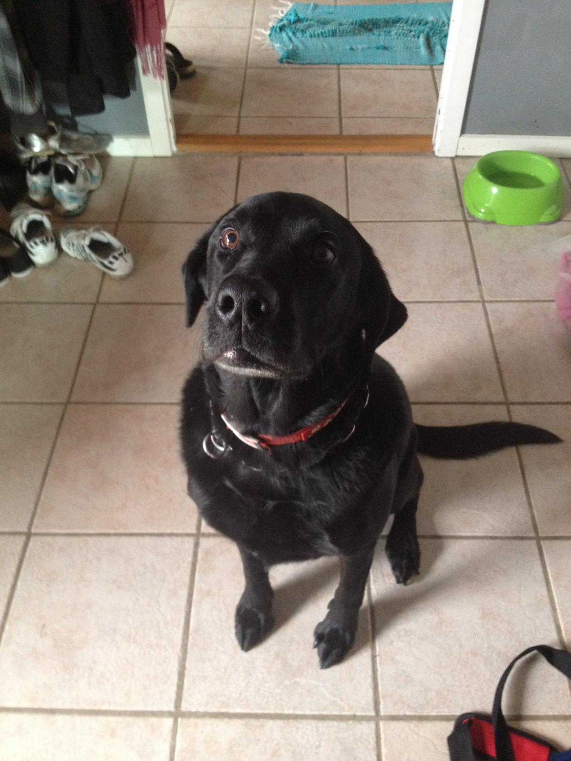 Labrador retriever Balto - søde hund:) billede 14