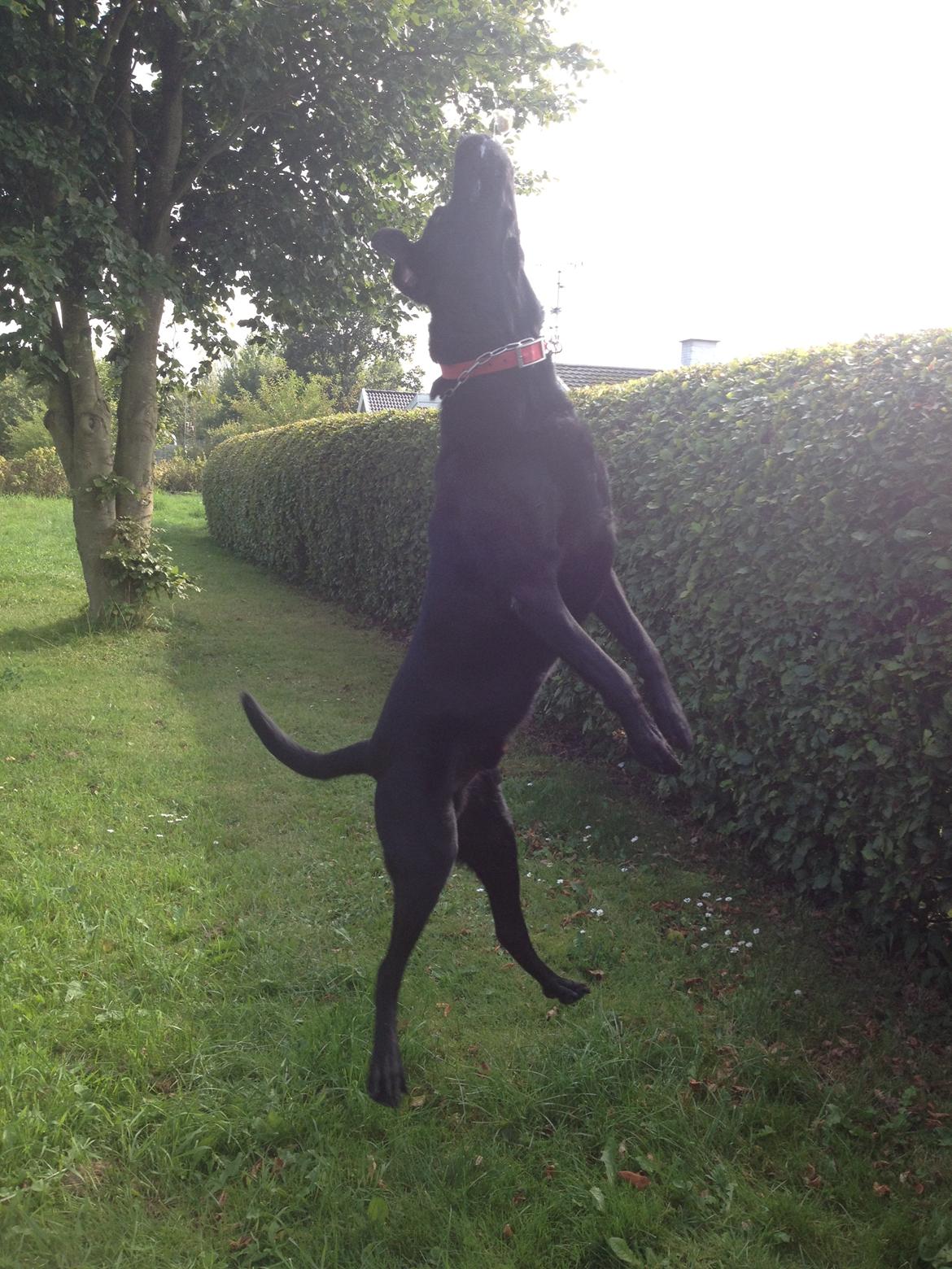 Labrador retriever Balto - wow billede 12