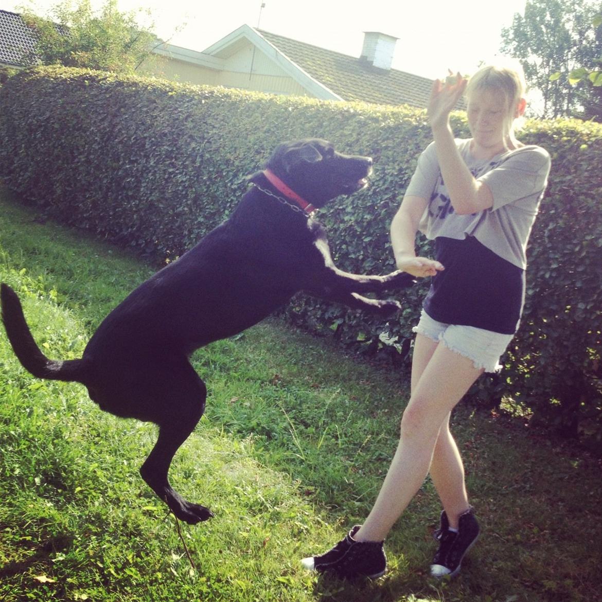 Labrador retriever Balto - haha ninja hop:) billede 13