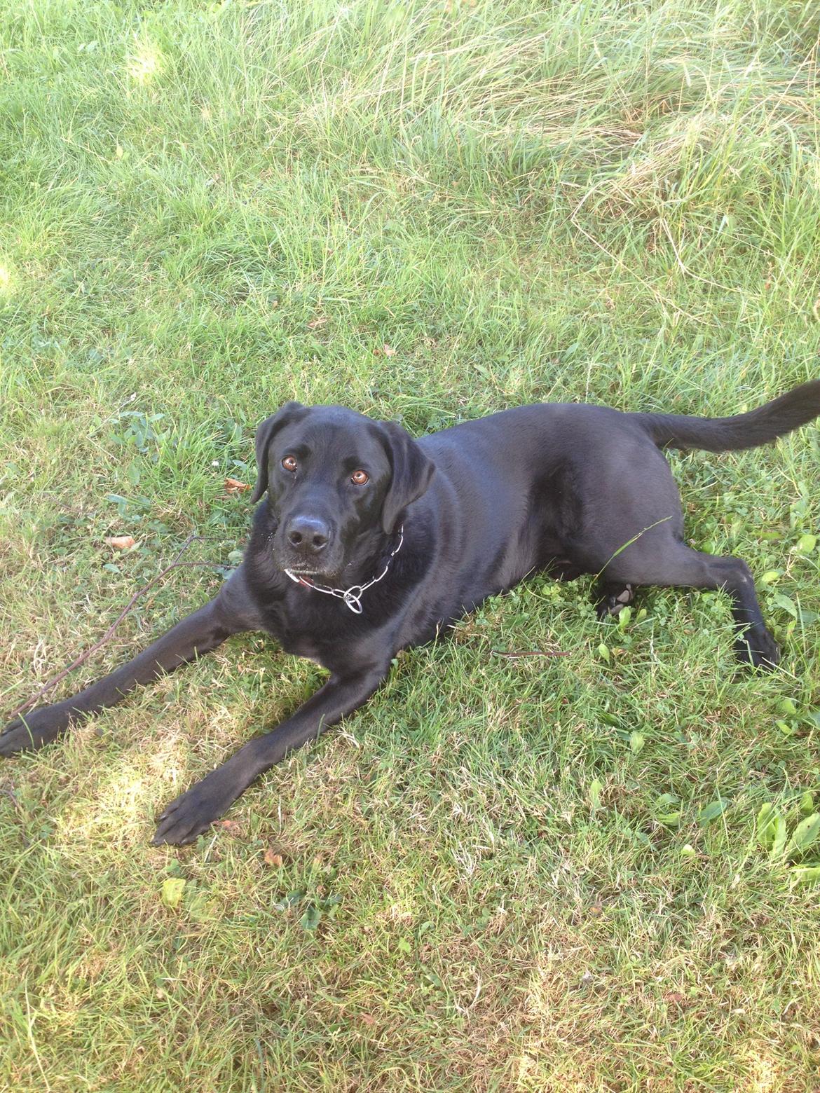 Labrador retriever Balto - <3 billede 15