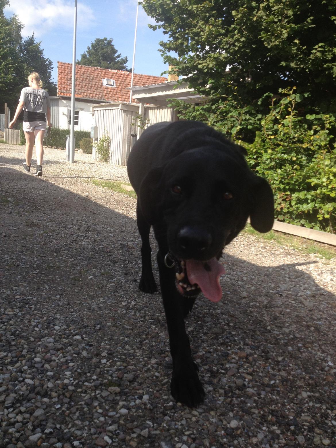 Labrador retriever Balto - :) billede 16