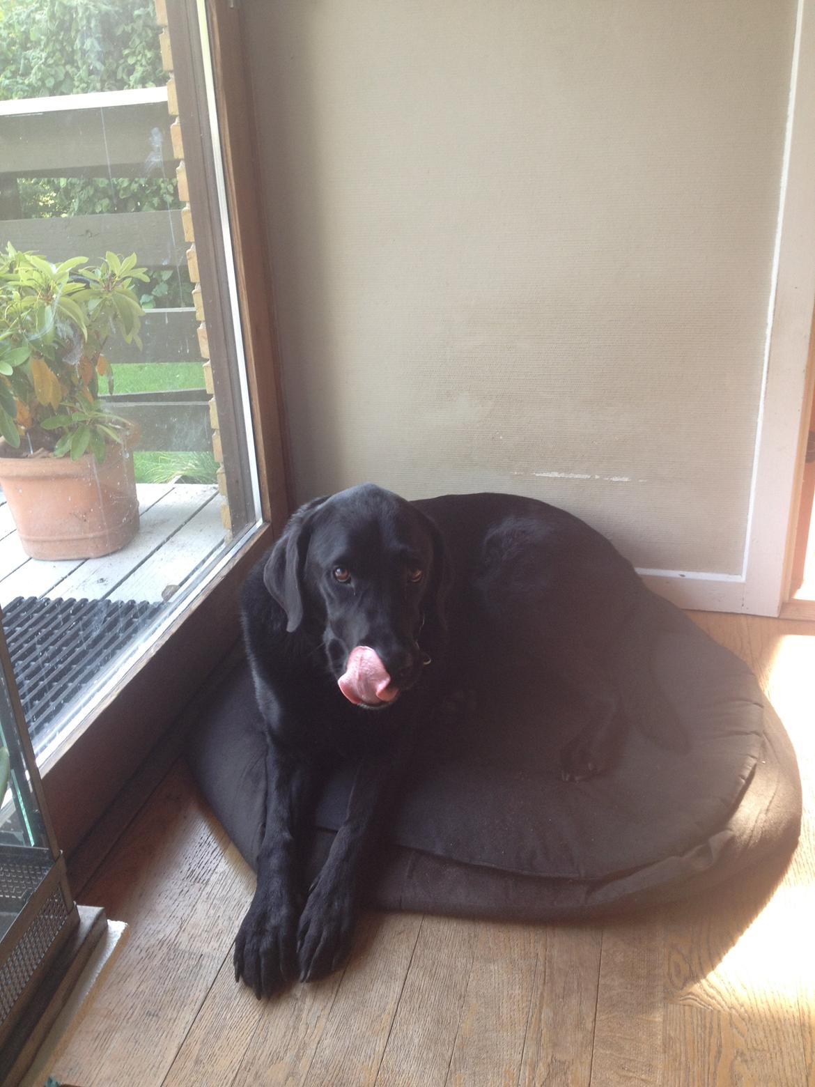 Labrador retriever Balto - Balto rækker tunge billede 17