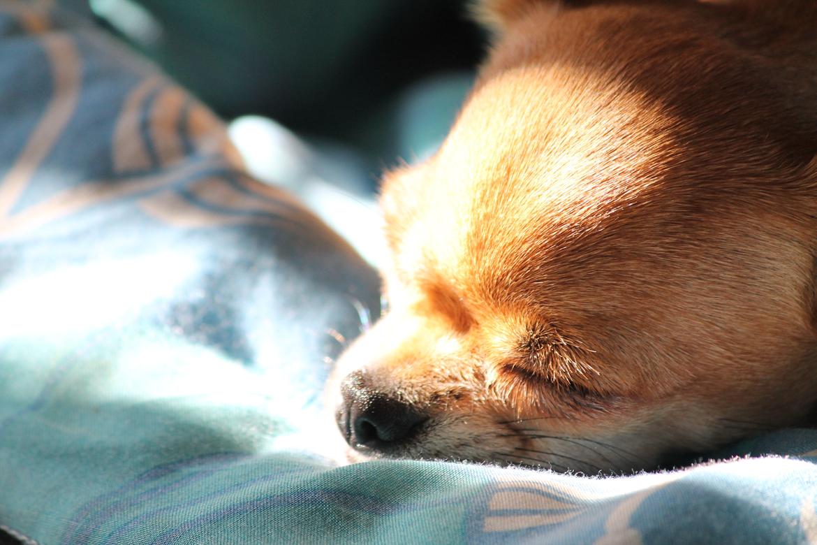 Chihuahua Chihuanas Flush of Hearts - Momo - 29 august 2012 billede 9