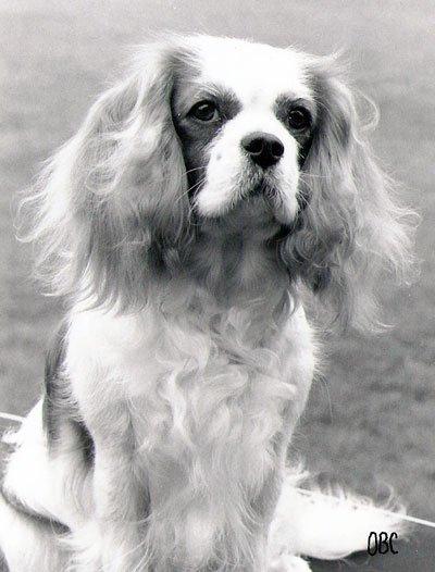 Cavalier king charles spaniel Ronja billede 2