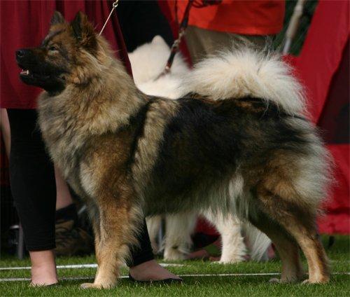 Eurasier Skovagergaards Bodil - Det er mig, der er Keiko - velkommen til min profil! billede 1