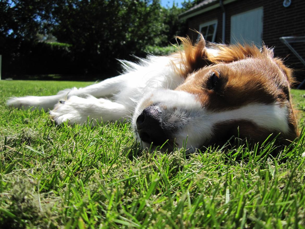 Kooikerhondje Ricko billede 17
