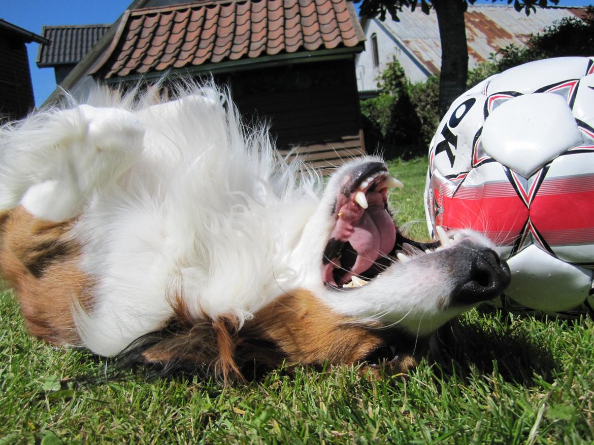 Kooikerhondje Ricko billede 18