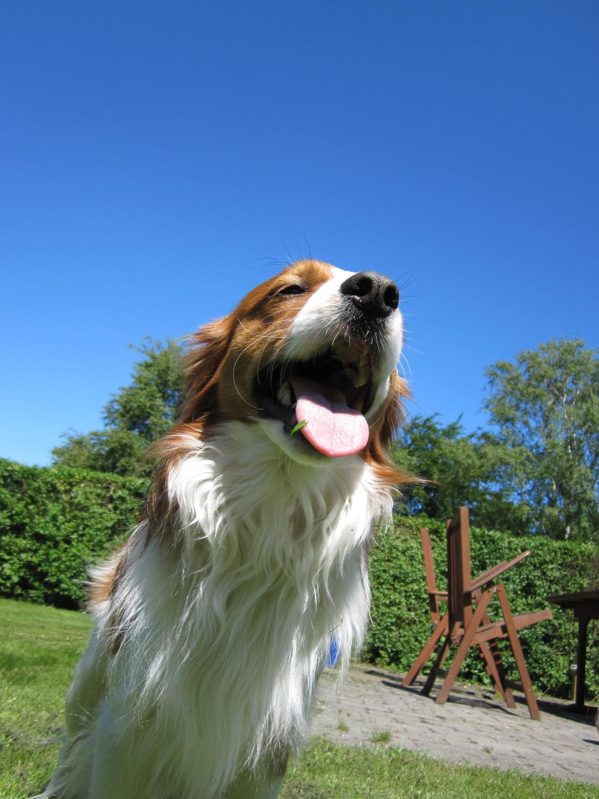 Kooikerhondje Ricko billede 19