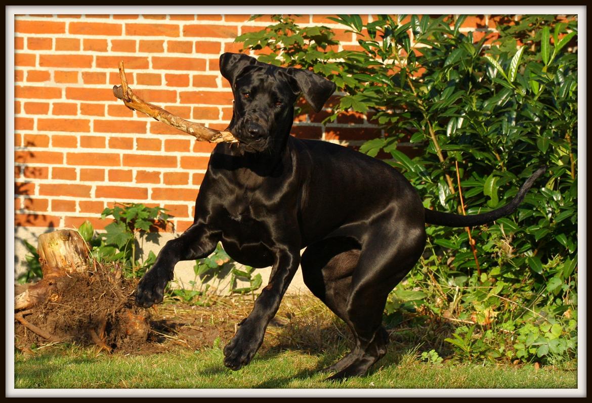 Grand danois *Ziba* billede 20