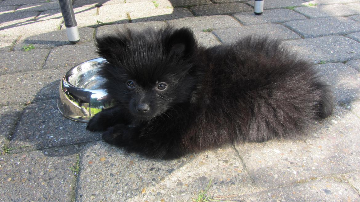 Pomeranian Louis billede 10