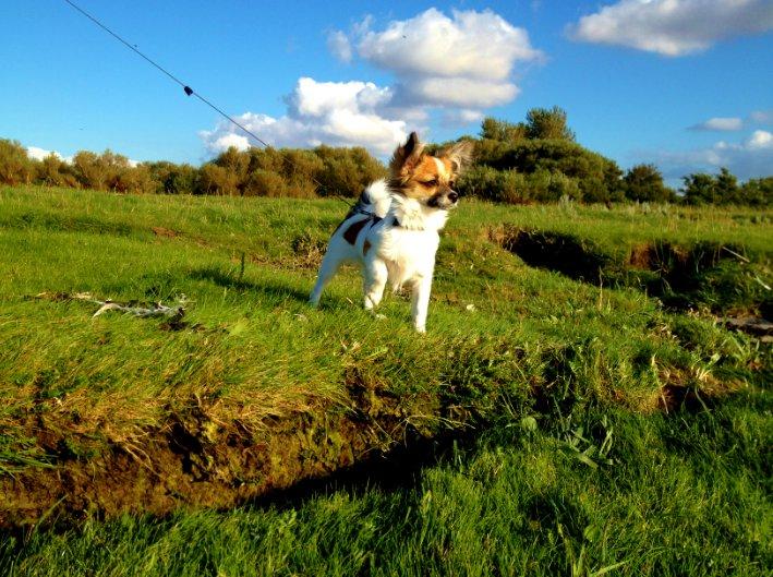 Blanding af racer Bellis billede 1