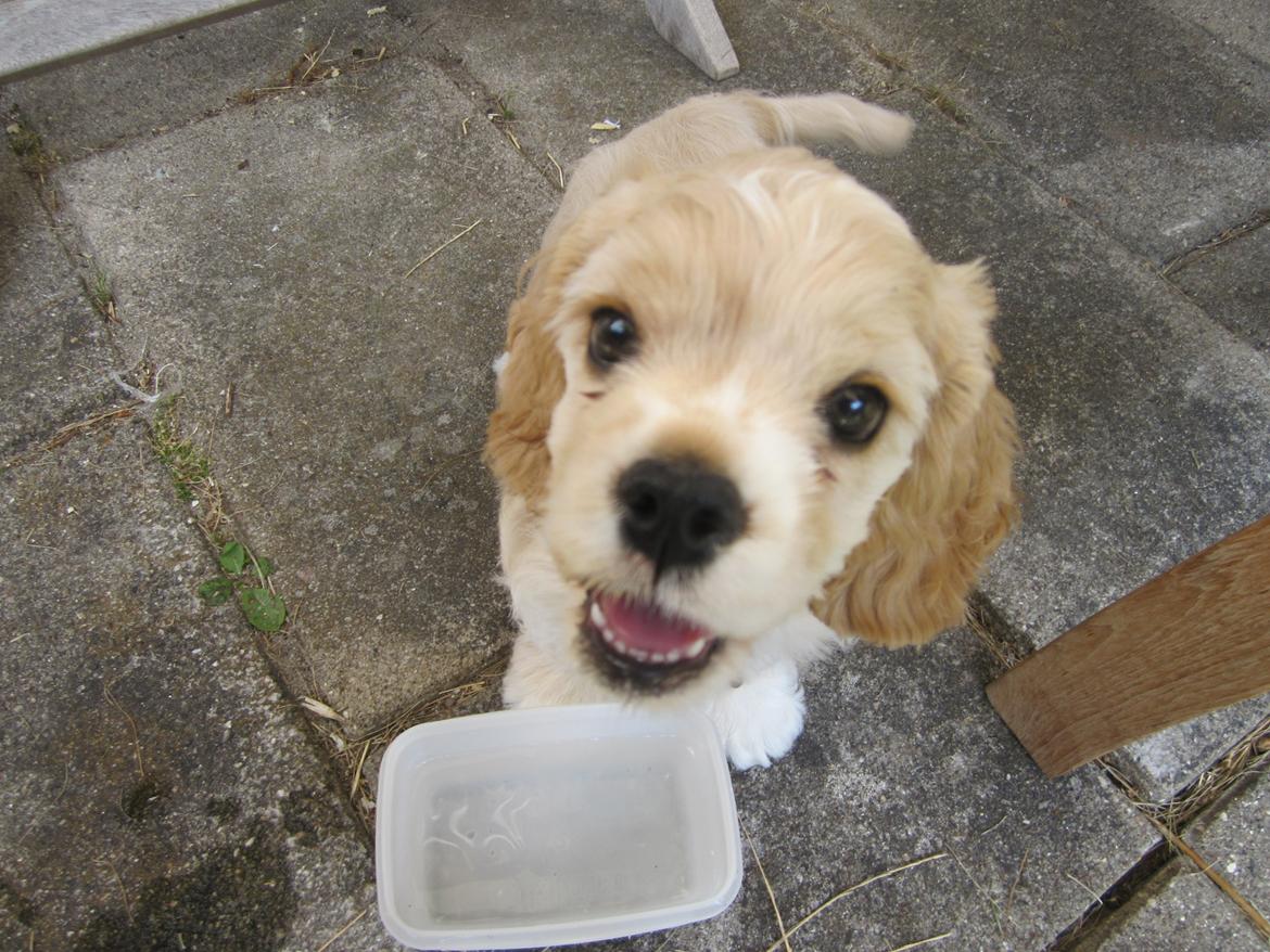 Amerikansk cocker spaniel Milo - Så er man 10 uger gammel, og det er rigtig varmt, så der skal masser af vand til. billede 11