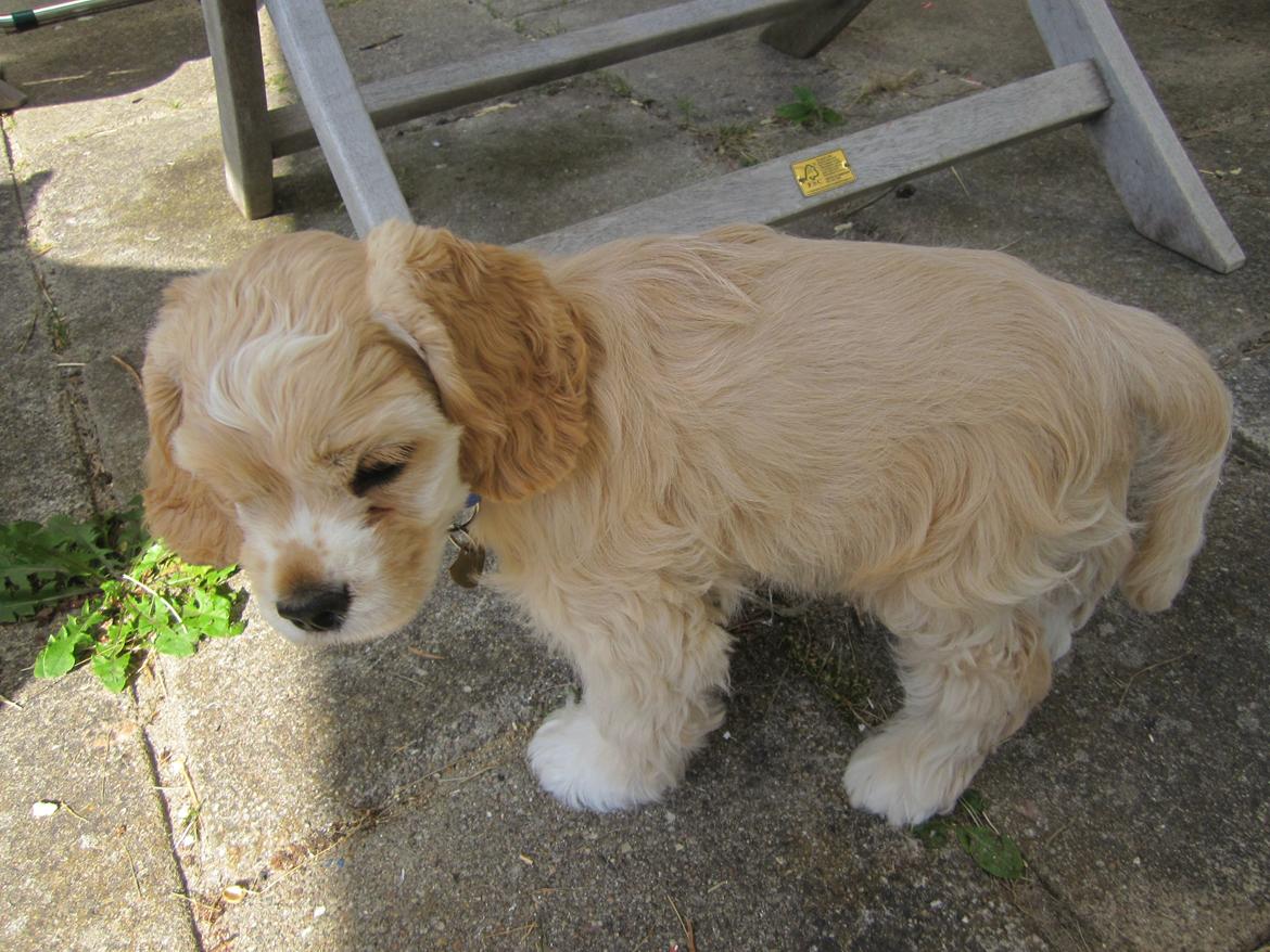 Amerikansk cocker spaniel Milo billede 12