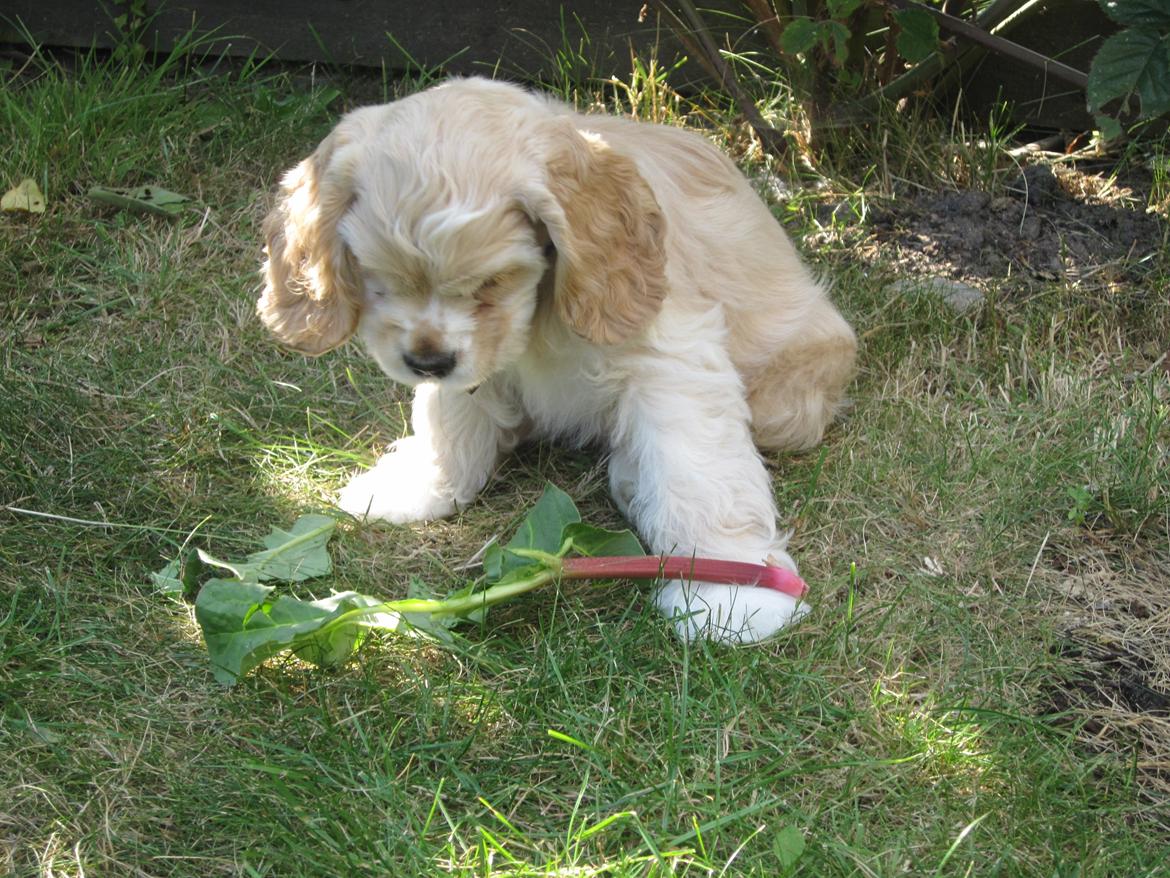 Amerikansk cocker spaniel Milo - Man er en værre gavtyv, og har her hugget en af onklens hjemmegroede rabarbar! billede 13
