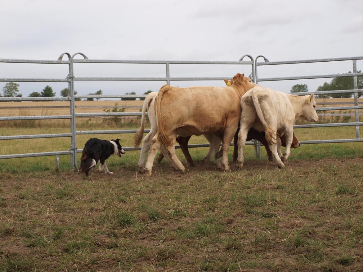 Border collie Aston (Tidl. Hund) billede 19