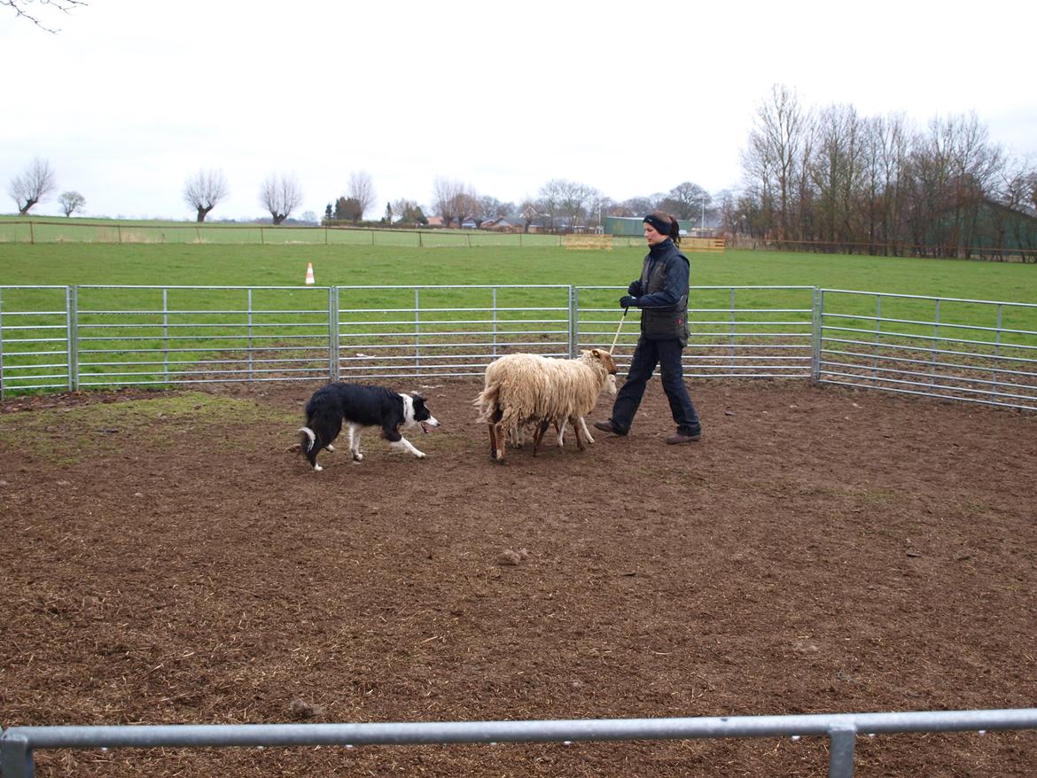 Border collie Aston (Tidl. Hund) billede 20