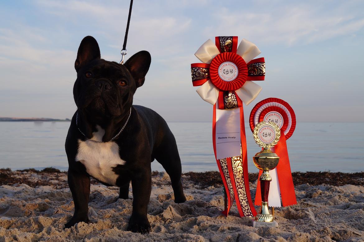Fransk bulldog Rehab´s Whisky aka Vincent aka Hr. Vimse - Vincent 8 mdr. Bedste han hvalp og bedste hvalp. 
Fredericia 19.08.2012 billede 1