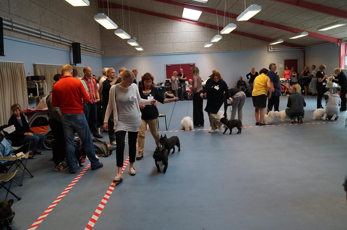 Fransk bulldog Rehab´s Whisky aka Vincent aka Hr. Vimse - Med min mor på DKK udstilling i Aarhus. Jeg fik en 4. plads billede 14