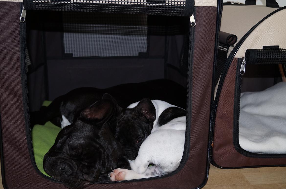 Fransk bulldog Rehab´s Whisky aka Vincent aka Hr. Vimse - Min lillebror mænger sig altid, når jeg putter i mit hus billede 15