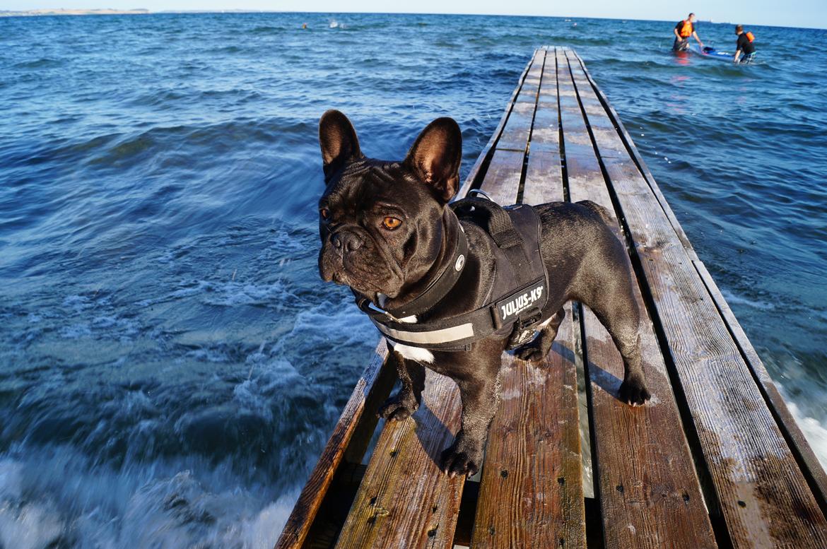 Fransk bulldog Rehab´s Whisky aka Vincent aka Hr. Vimse - Står bare lige her og ser lidt lækker ud:-)
 billede 16