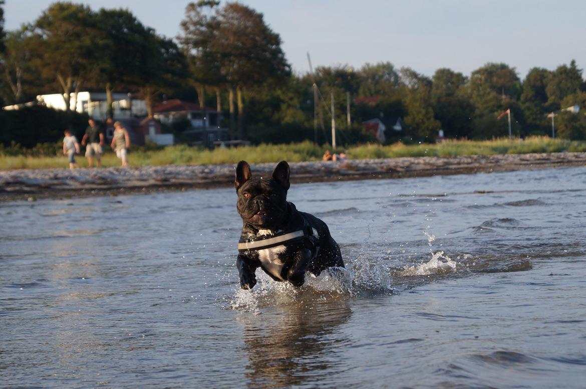 Fransk bulldog Rehab´s Whisky aka Vincent aka Hr. Vimse - Fuld fart frem i bølgen blå:-) billede 17