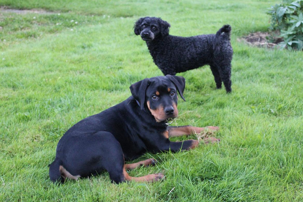 Rottweiler Kato Aflivet grundet AD/HD d. 15/4-13 - Kato 19 uger.  billede 12