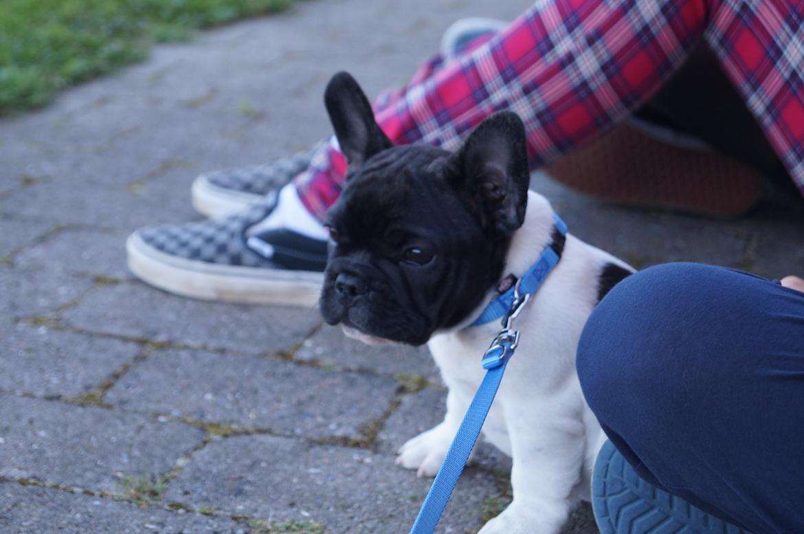 Fransk bulldog HUGS Baltasar Berliquet - Hvad er nu det for noget det der "ringtræning". Tror bare liiige jeg nøjes med at kigge på billede 9