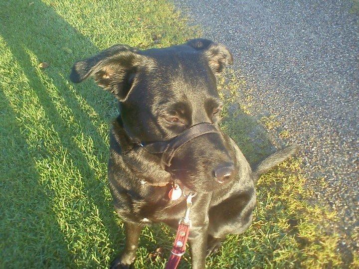 Blanding af racer Kita (Min bedsteveninde)<3 - Velkommen! ;D billede 1