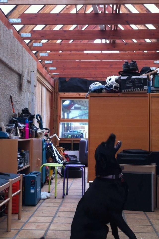 Blanding af racer Kita (Min bedsteveninde)<3 - Gø billede 12