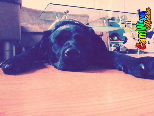 Blanding af racer Kita (Min bedsteveninde)<3 - :D billede 13