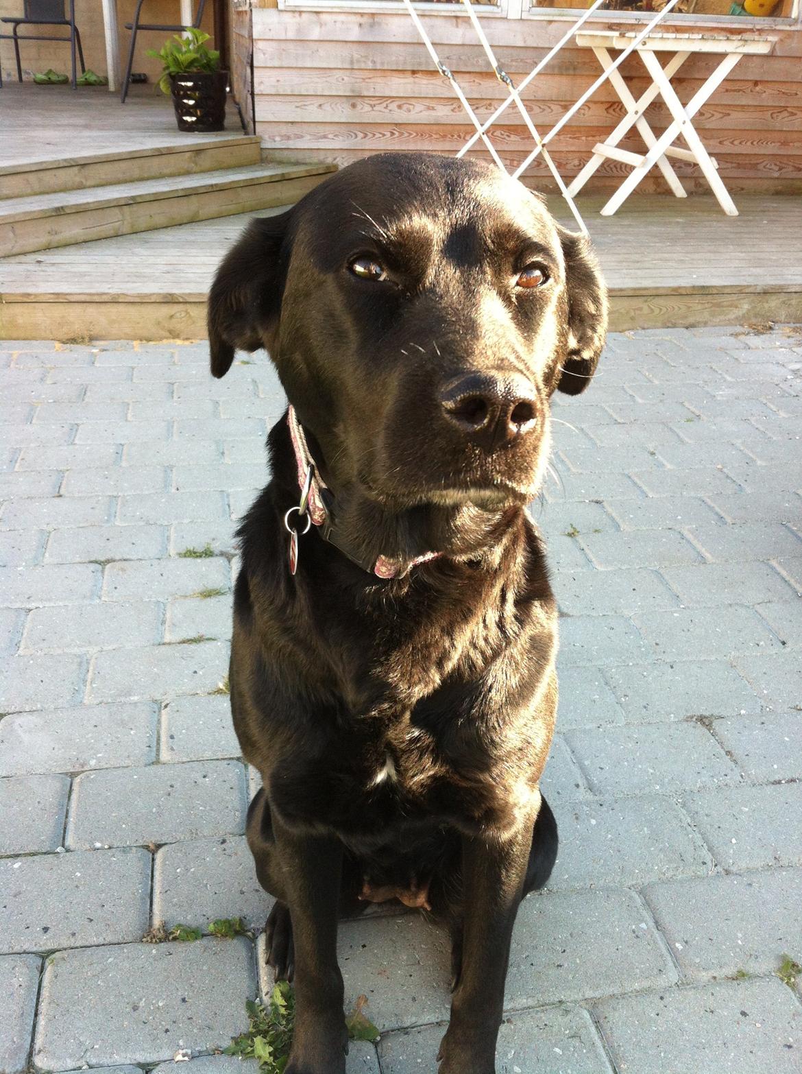 Blanding af racer Kita (Min bedsteveninde)<3 - Sooool billede 14