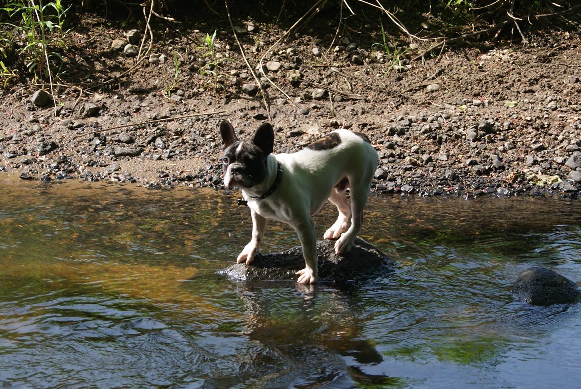 Fransk bulldog Louie billede 8