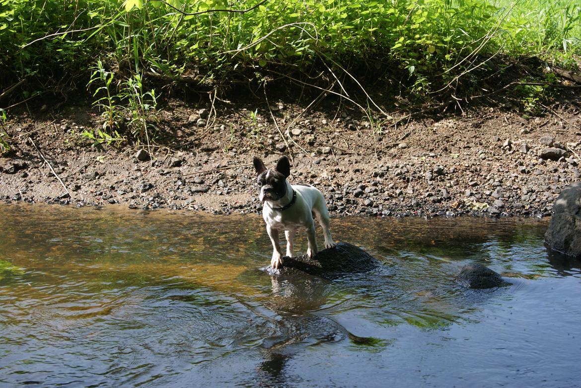 Fransk bulldog Louie billede 9