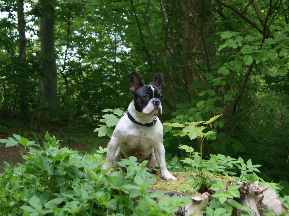 Fransk bulldog Louie billede 10