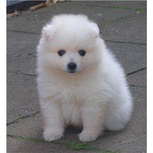 Japansk spids Simba billede 2