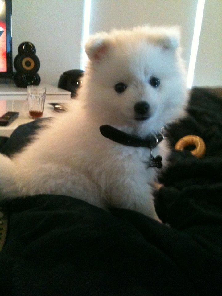 Japansk spids Simba billede 3