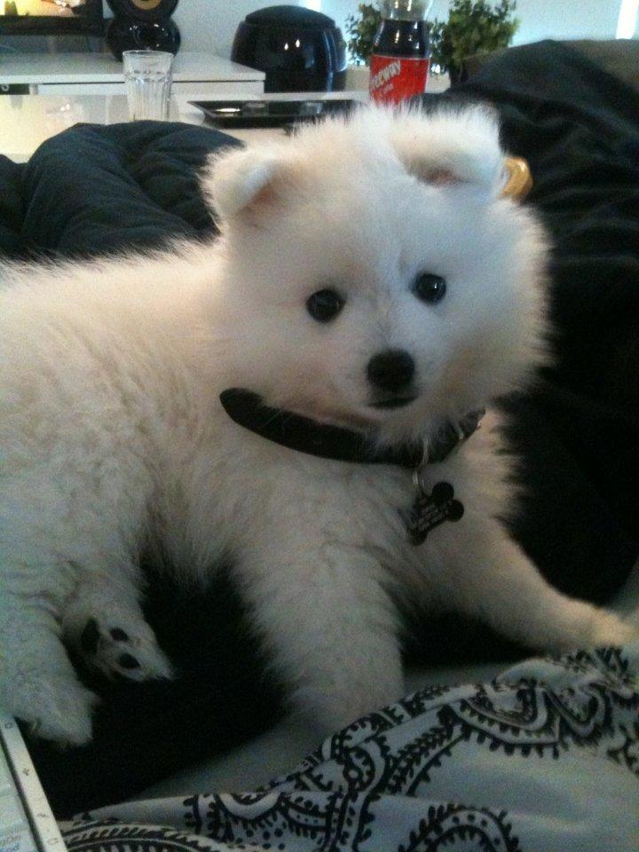 Japansk spids Simba billede 4