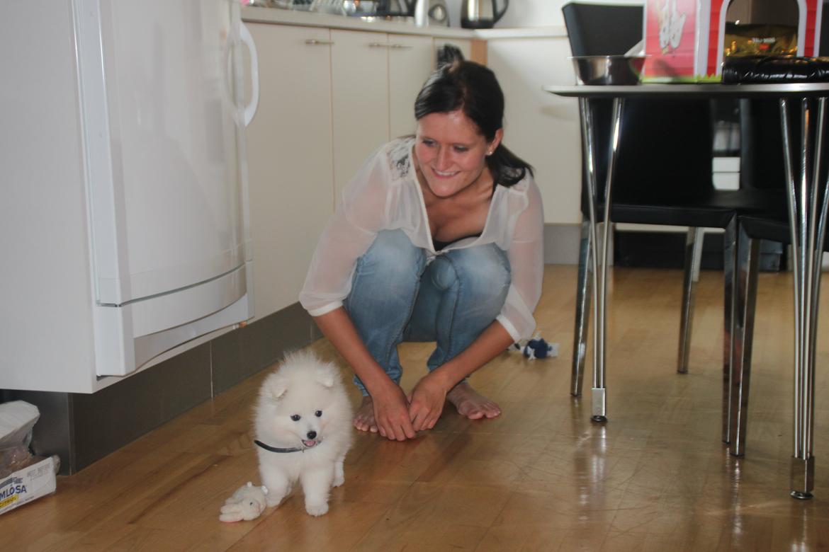 Japansk spids Simba billede 5